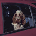 Dog staring out of car window 1