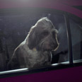 Dog staring out of car window 4