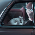 Dog staring out of car window 5