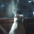Dog staring out of car window 6