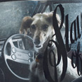 Dog staring out of car window 7