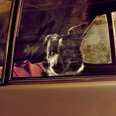 Dog staring out of car window 8