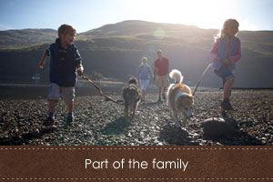 dog-beach3